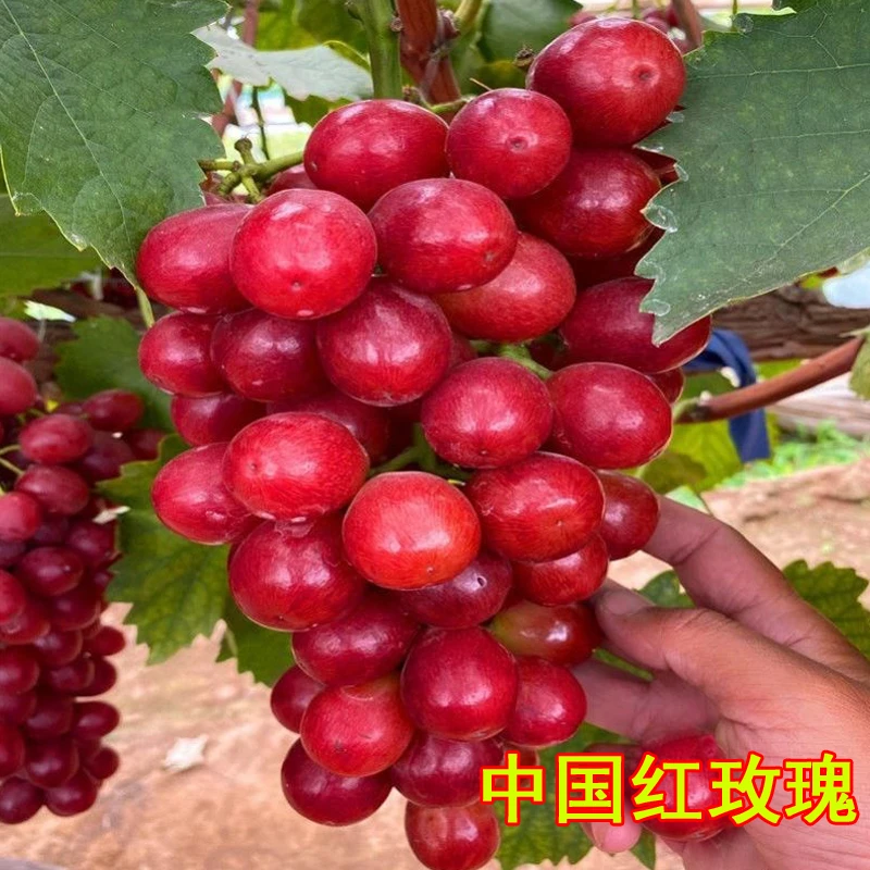 新品种中国红玫瑰葡萄树苗嫁接无核葡萄树苖盆地栽北南方庭院种植