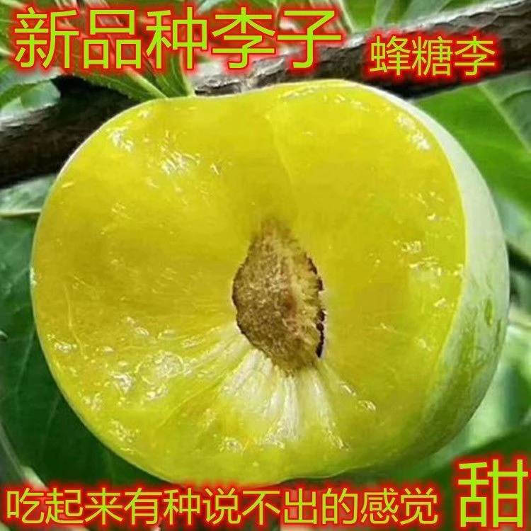蜂糖李子树苗嫁接特大西梅树苗青脆李脱骨李子苗南北方种果树果苗