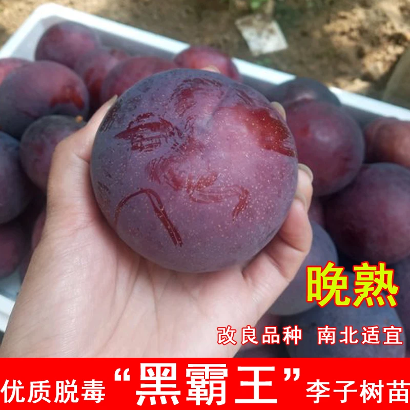 李树果苗嫁接黑霸李子苗特大晚熟脆甜离核黑霸王树苗南方北方种植