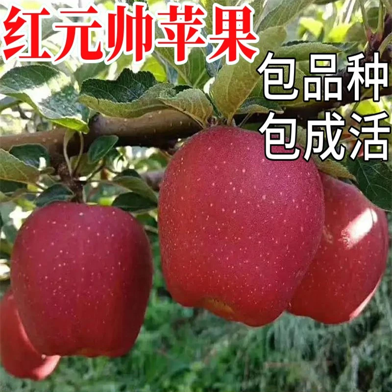 红元帅苹果树果苗南北方庭院地栽特大果树苗盆栽嫁接矮化当年结果
