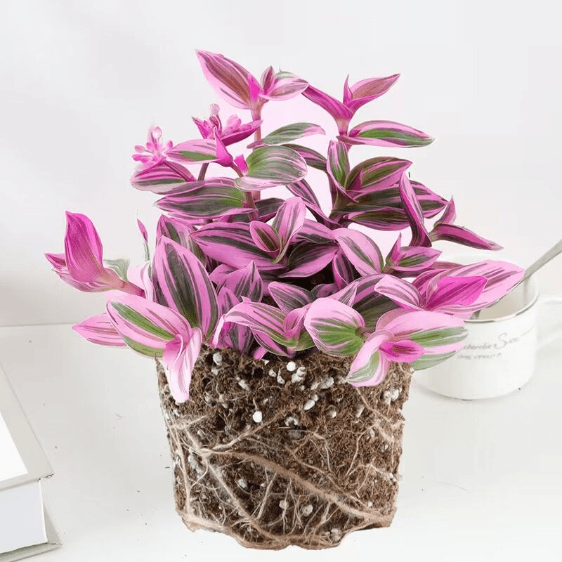 油画婚礼独特新品独特多肉植物花卉盆栽好养易活彩色多肉金心吊兰