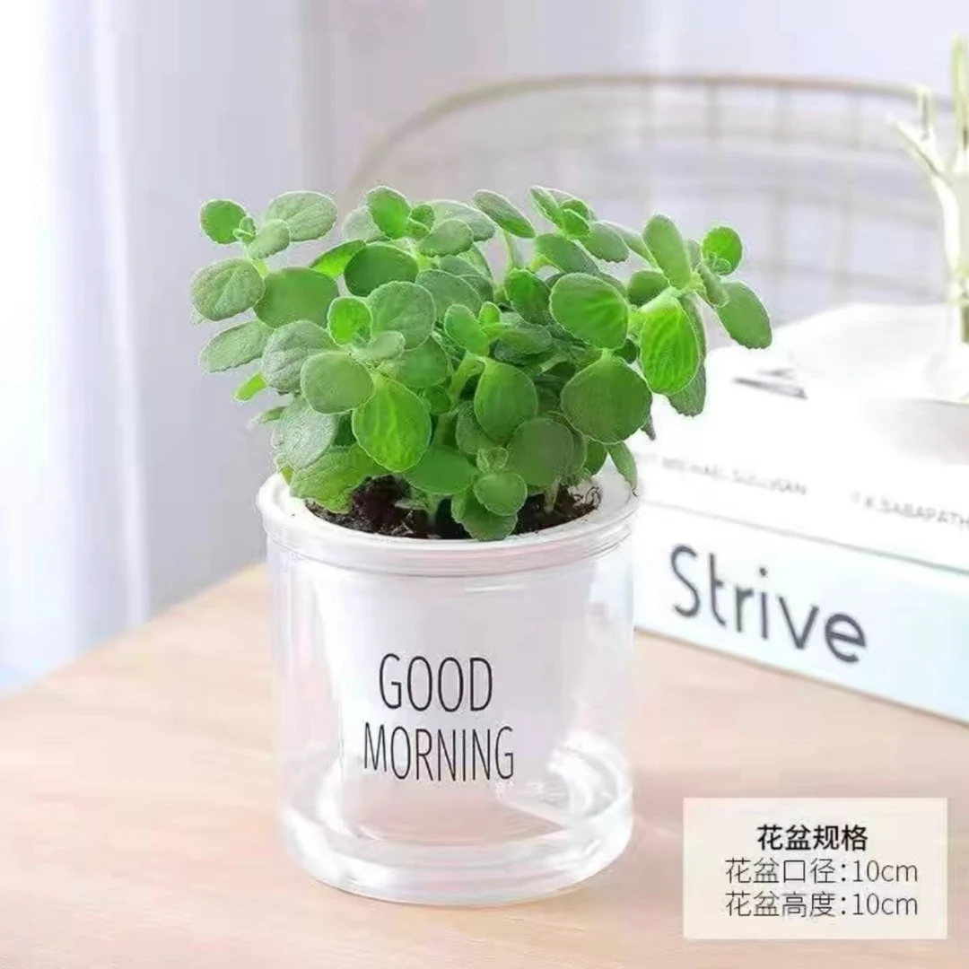 碰碰香浓香型植物盆栽好养一抹香植物室内客厅阳台防蚊虫绿植鲜活