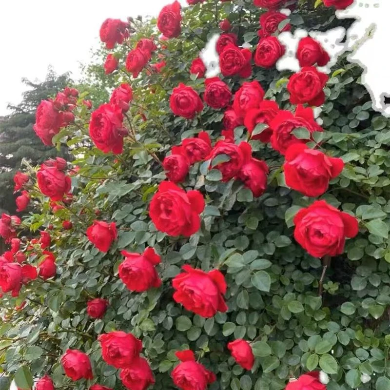 【蒂娜】   大型爬藤月季  红色南北方多季节重复开花 拱门花墙