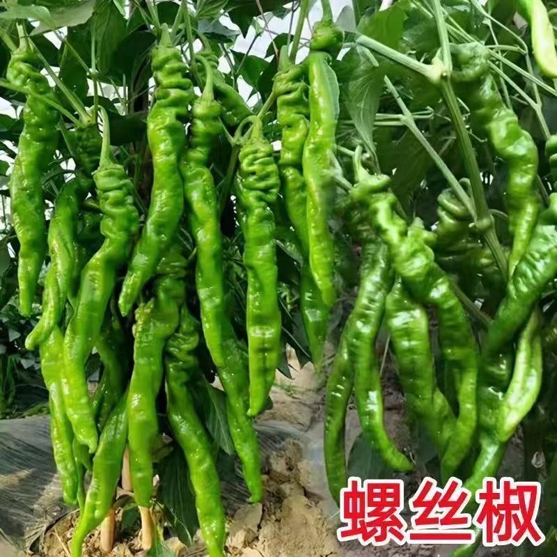 正宗螺丝椒苗香辣螺丝椒秧苗四季高产盆栽大果椒苗带土发货