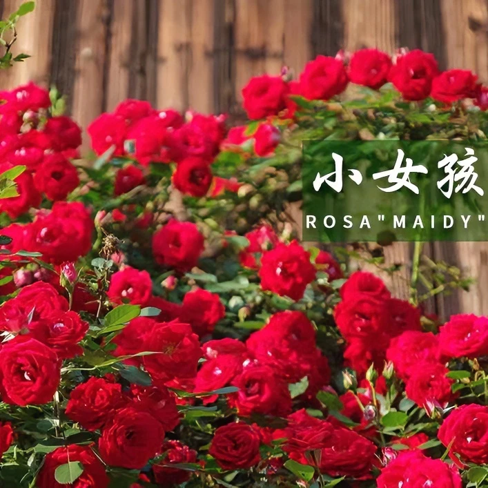 欧月爬藤系列月季花《小女孩》大型花墙拱门庭院美观净化专业苗
