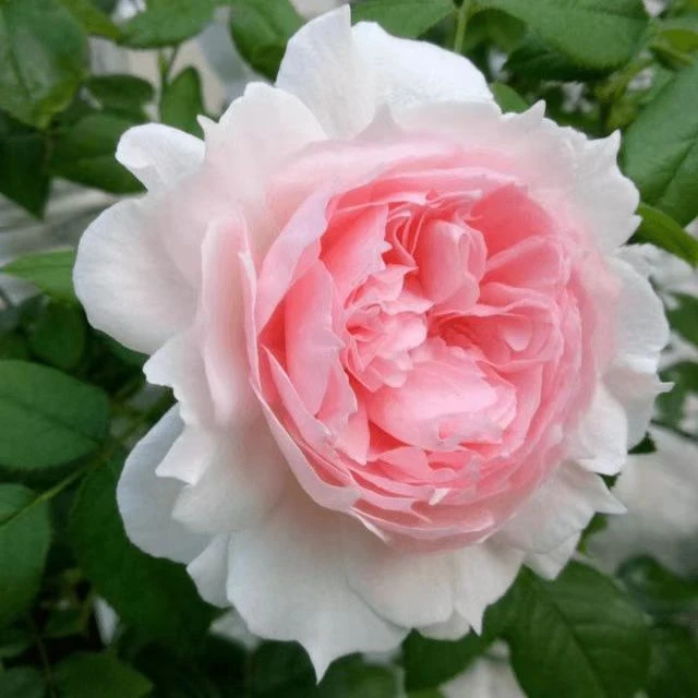 威基粉伍德月季花苗特大花浓香勤花品种阳台庭院植物盆栽美观栽培