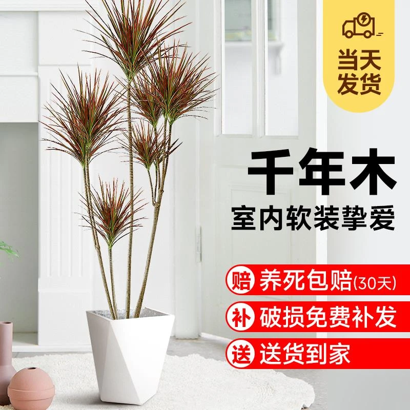 七彩千年木大型盆栽马尾铁好养易活办公室内客厅阳台龙血树绿植物