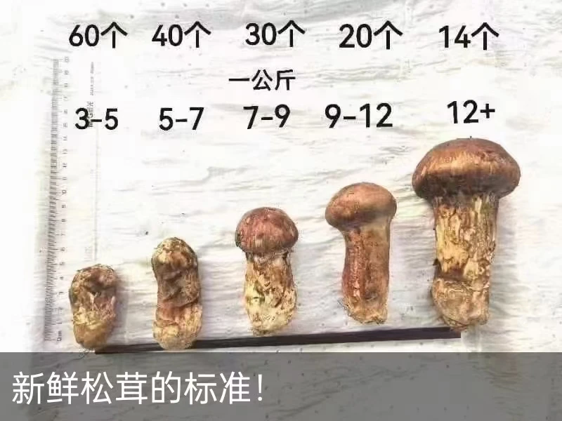 云南新鲜一级松茸菌菇