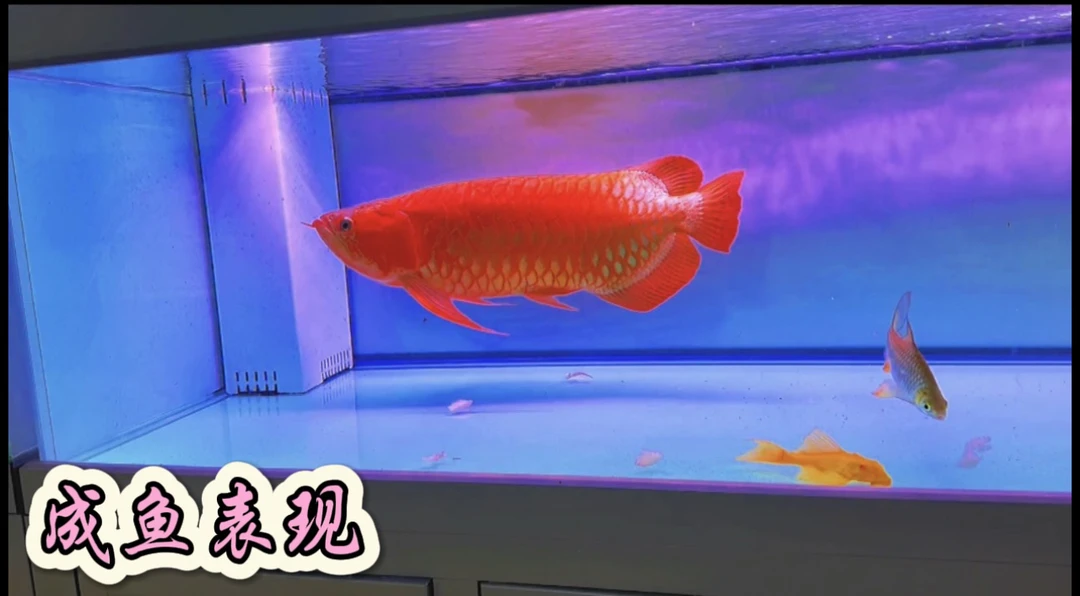 红龙，印尼大湖红龙，包活包损。大胸鳍，扇尾，大战车体型，正红发色。