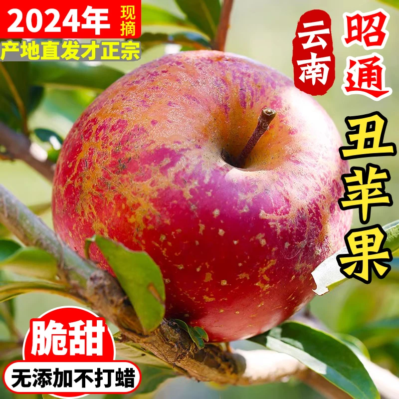 正宗昭通丑苹果云南产地直发现摘新鲜酥脆水果甜冰糖心苹果