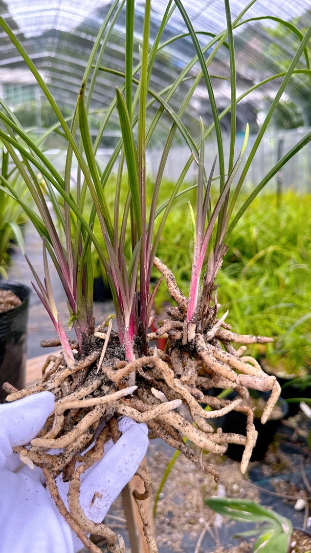 精选蕙兰红香妃兰花盆景观赏趣味