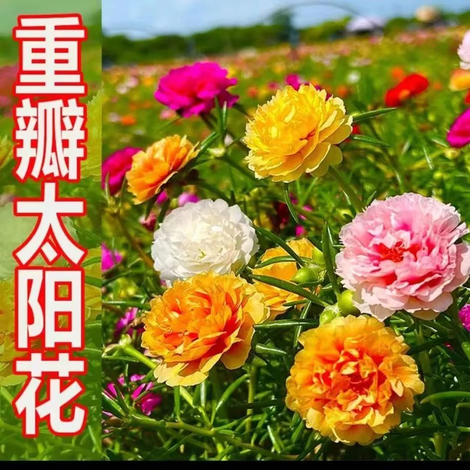 重瓣太阳花花种子混色花籽四季开花室内外盆栽地栽易活多年生简单