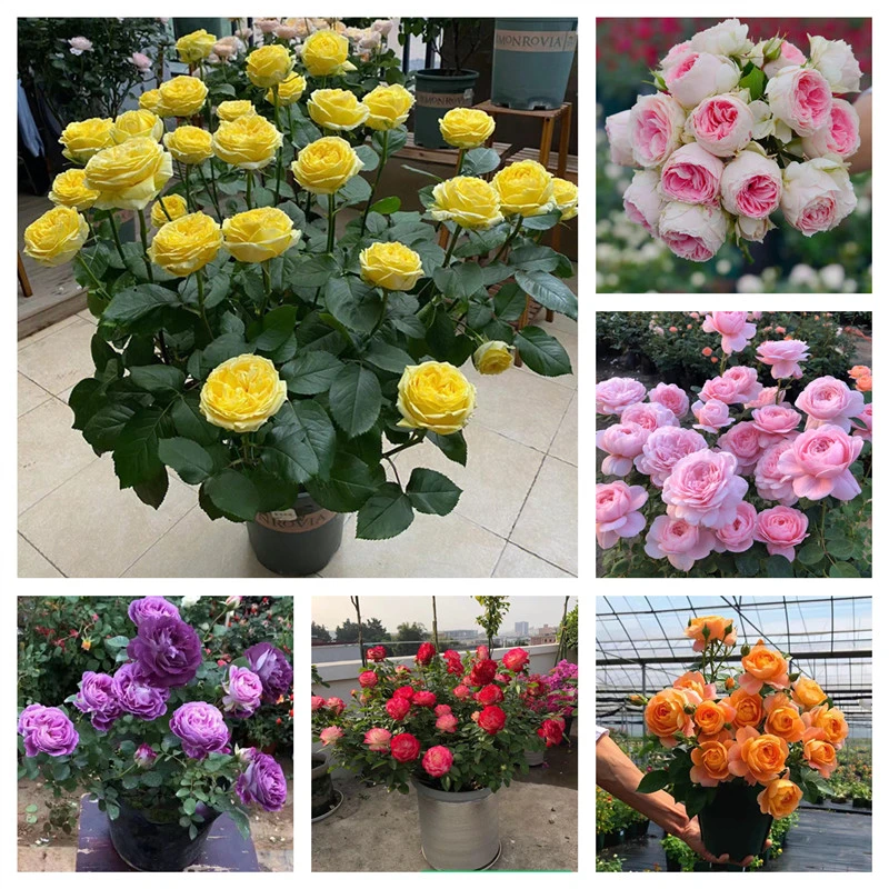 【一物一拍专属链接】180大盆月季花苗盆栽地栽庭院阳台植物