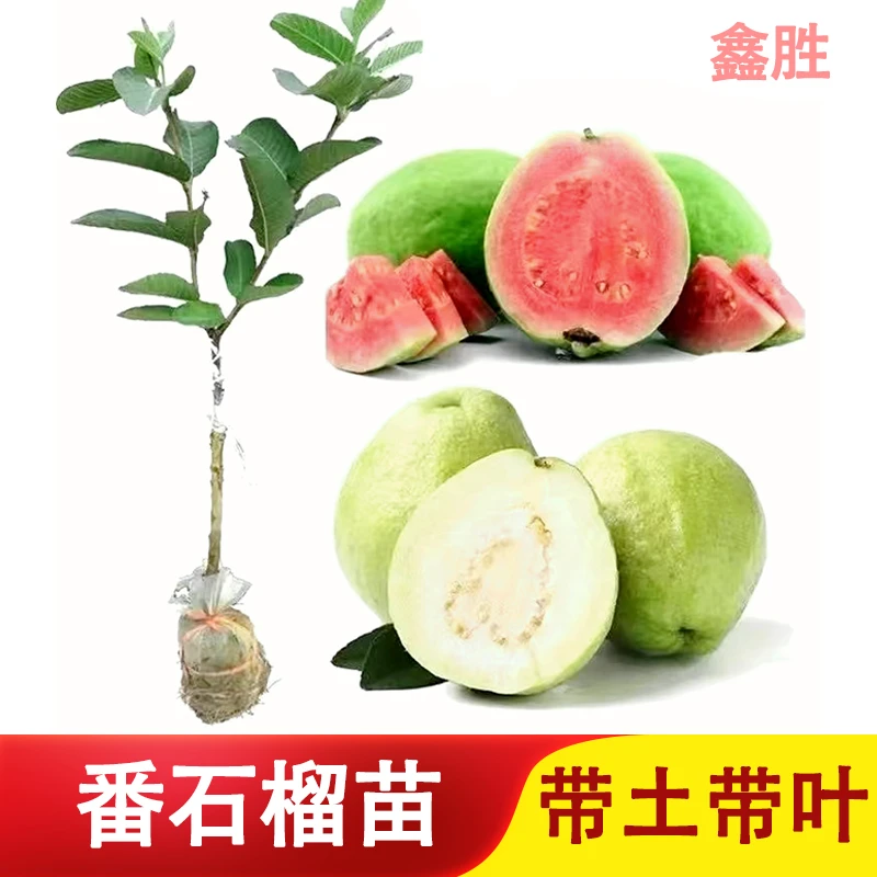 红宝石芭乐苗珍珠番石榴苗红心芭乐树苗庭院盆栽多次结果带土带叶