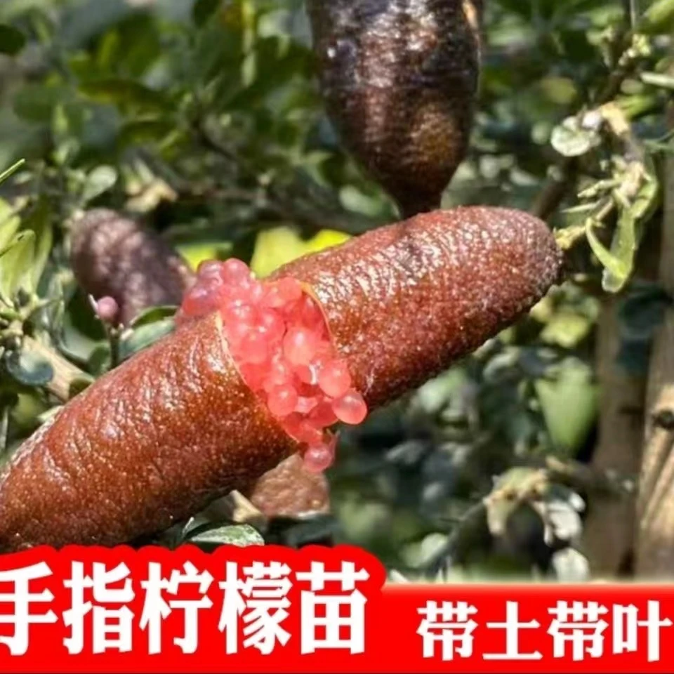 手指柠檬树苗新品种手指柠檬苗血柠鱼子酱指橙苗庭院盆栽多次结果
