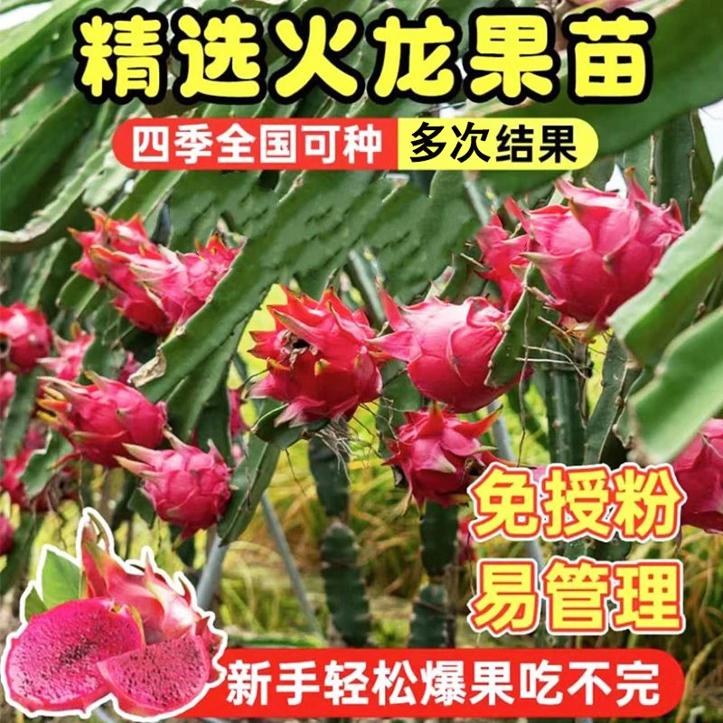 红心红肉火龙果苗金都一号火龙果苗盆栽地栽阳台庭院种植无需授粉