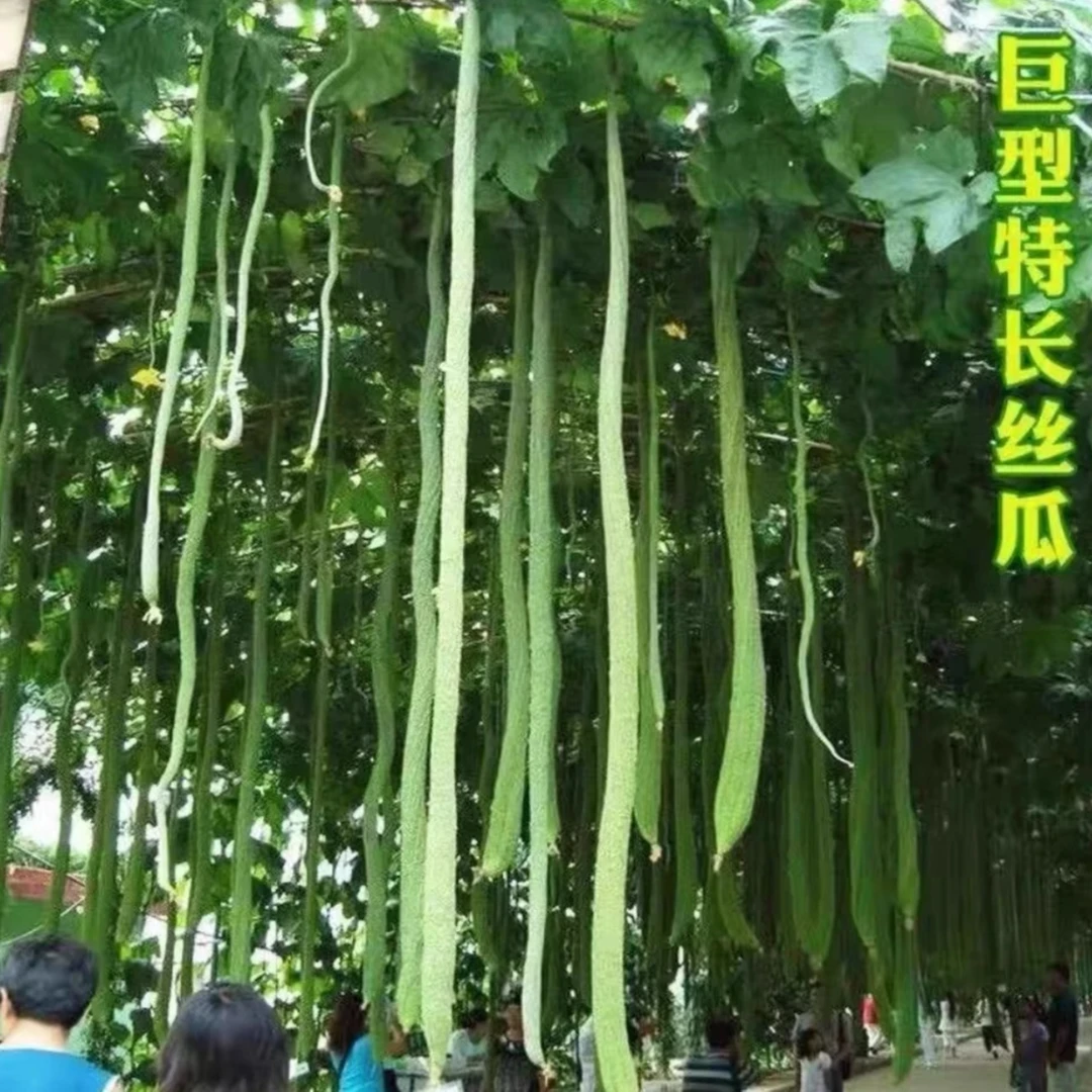 巨型丝瓜种子特长丝瓜四季种植庭院阳台种植