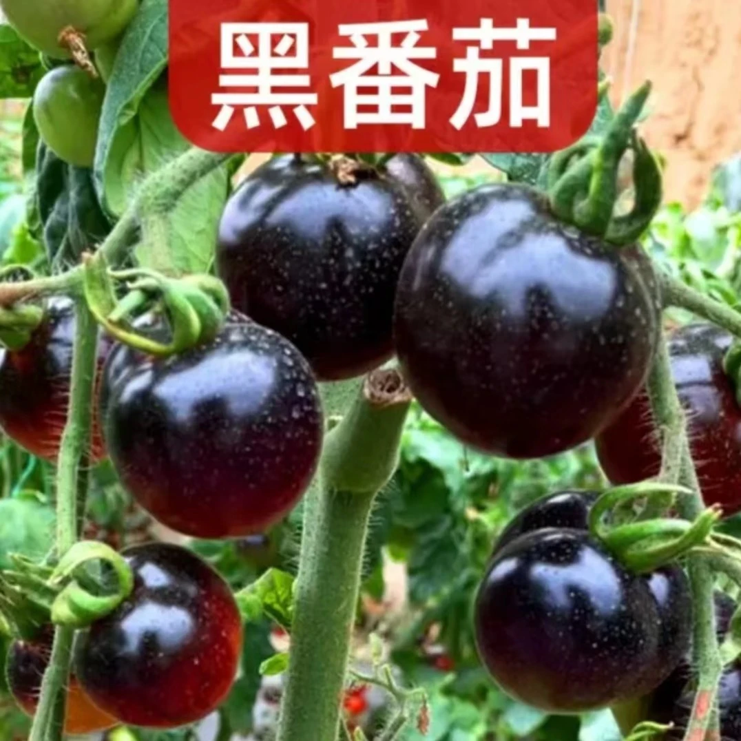 【黑番茄种子】番茄红番茄西红柿种子四季阳台