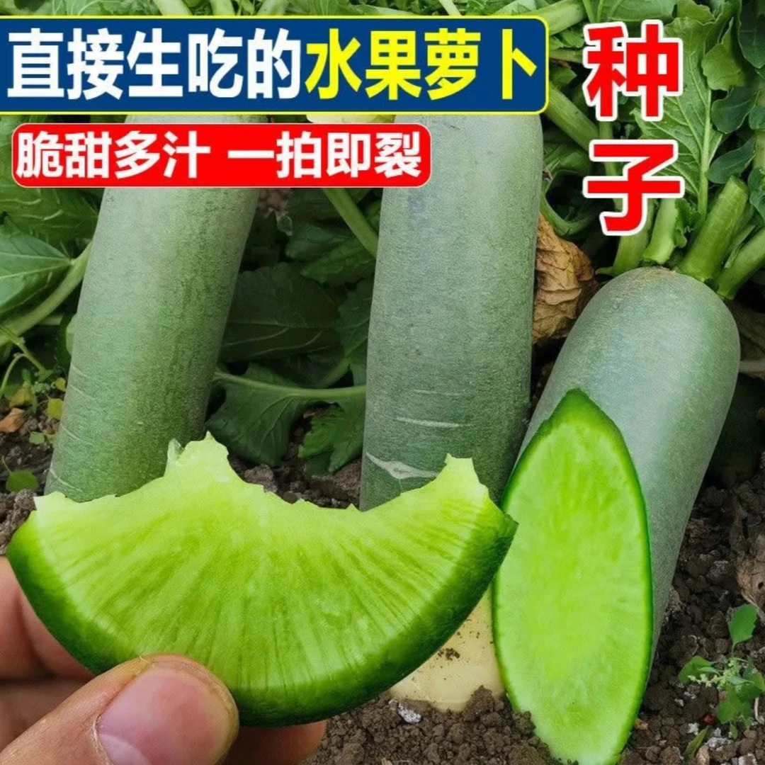 【冰糖脆水果萝卜种子】家庭阳台小院盆栽地栽四季种植