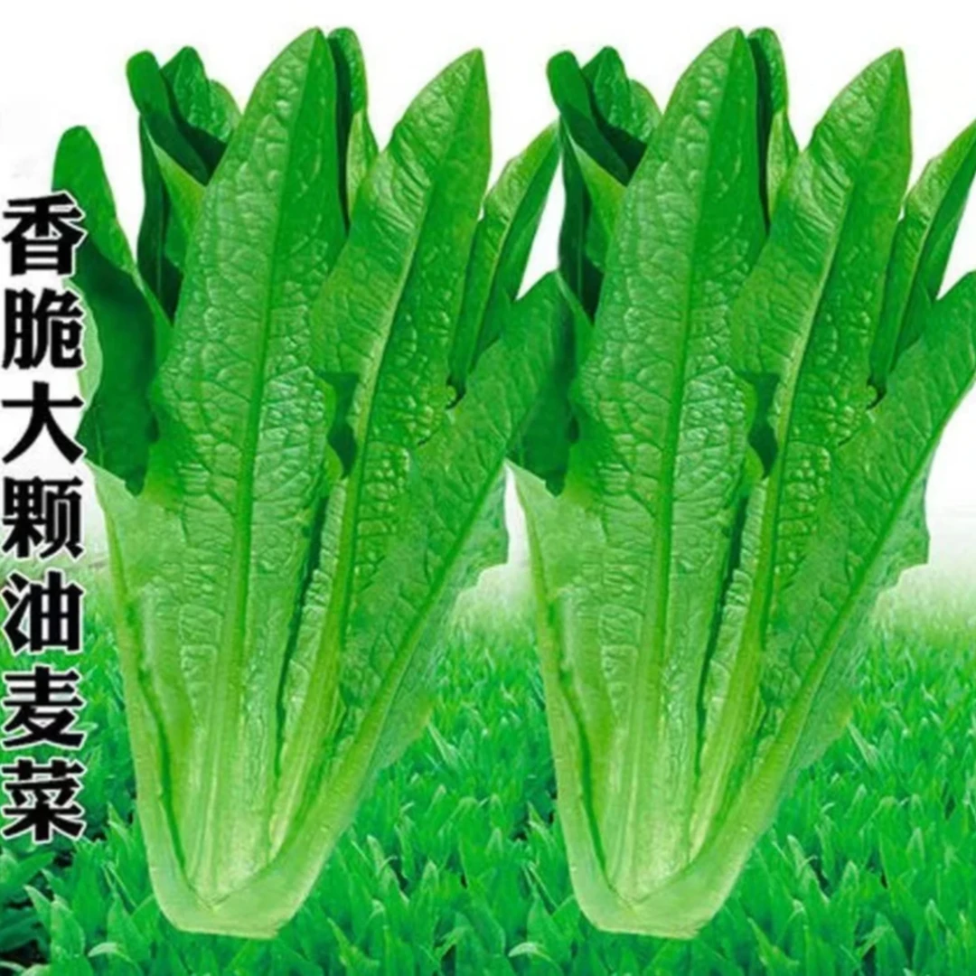 【甜脆油麦菜种子】清香不苦油麦菜四季种植家庭阳台小院