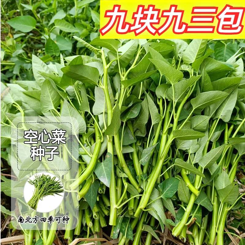 【空心菜】种子四季阳台可种植盆栽泡沫箱脆嫩可口蔬菜