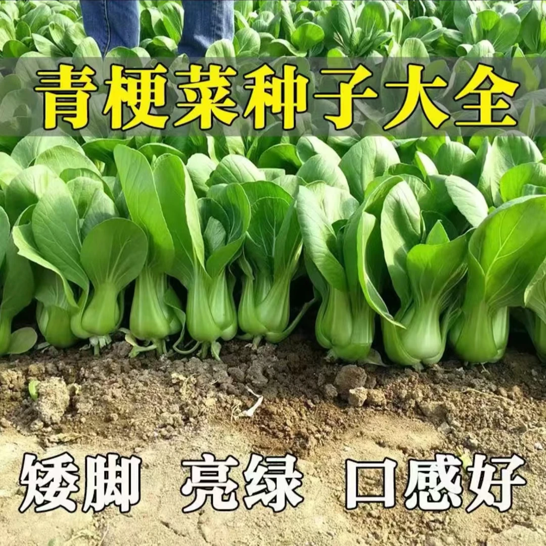 【绿娜青梗菜种子】上海青菜阳台庭院盆栽地栽四季蔬菜种子