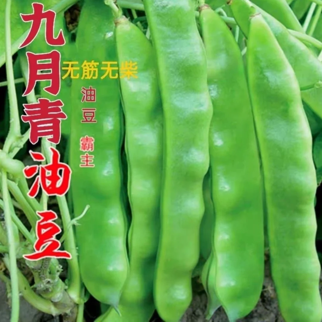 九月青油豆种子新东北宽油豆角种子开锅烂无筋无柴