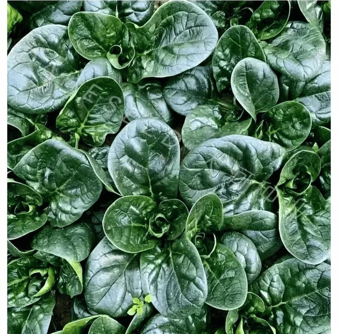 【趴地菠菜种子】种籽菠菜种籽春秋冬四季