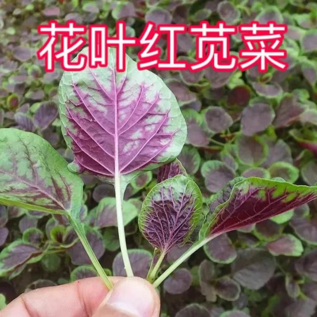 【圆花叶红苋菜种子】红苋菜种子家庭小院种菜阳台盆栽四季种植