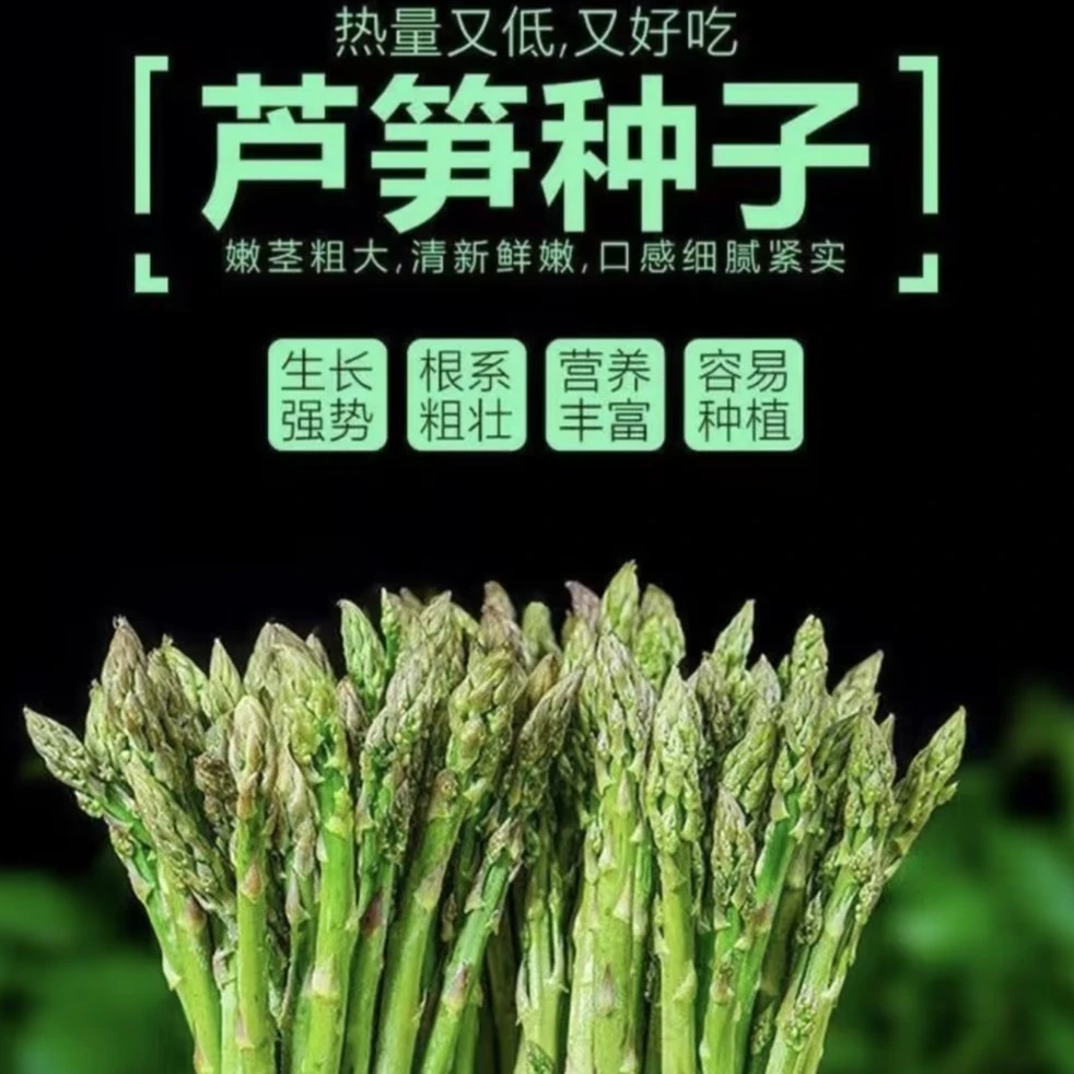 【芦笋种子】四季种植优质蔬菜绿芦笋种籽抗热耐寒
