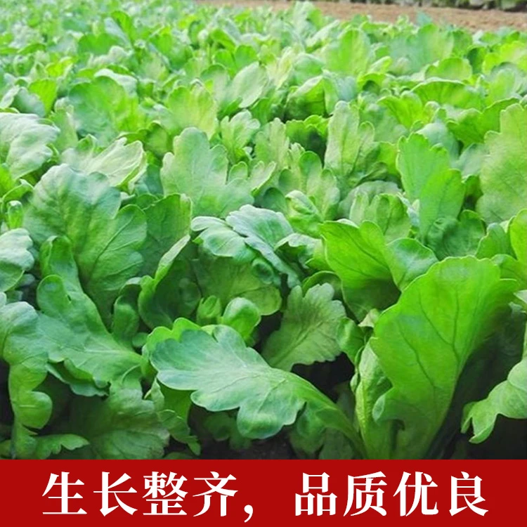 小叶茼蒿种子种籽光杆菜种四季籽种秋冬季蔬菜孑