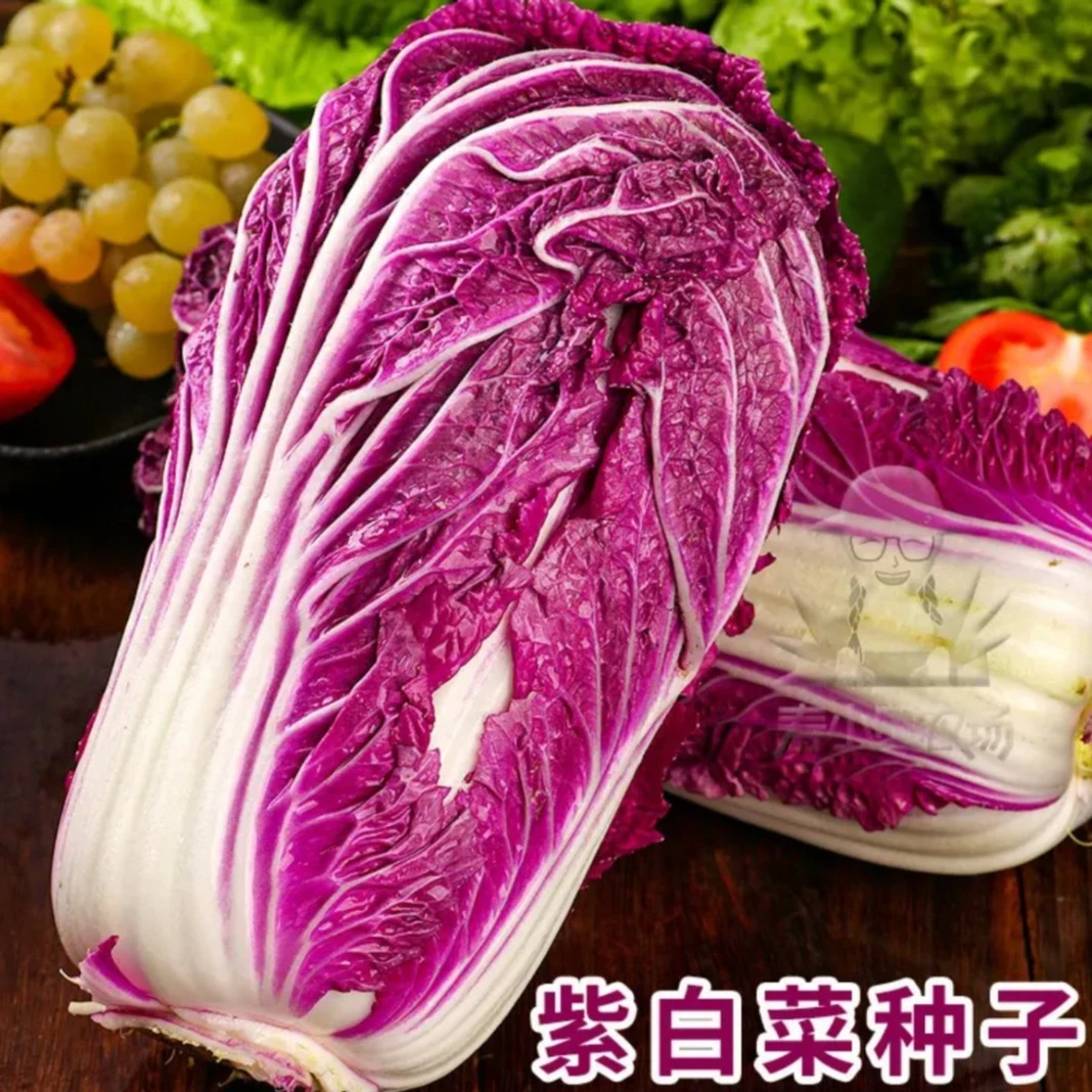 【紫霞大白菜种子】四季播种 庭院田地种植 农家蔬菜