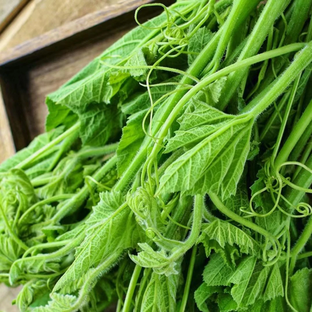 【营养南瓜尖种子】香甜藤茎南瓜苗温度适宜四季春季种植四季