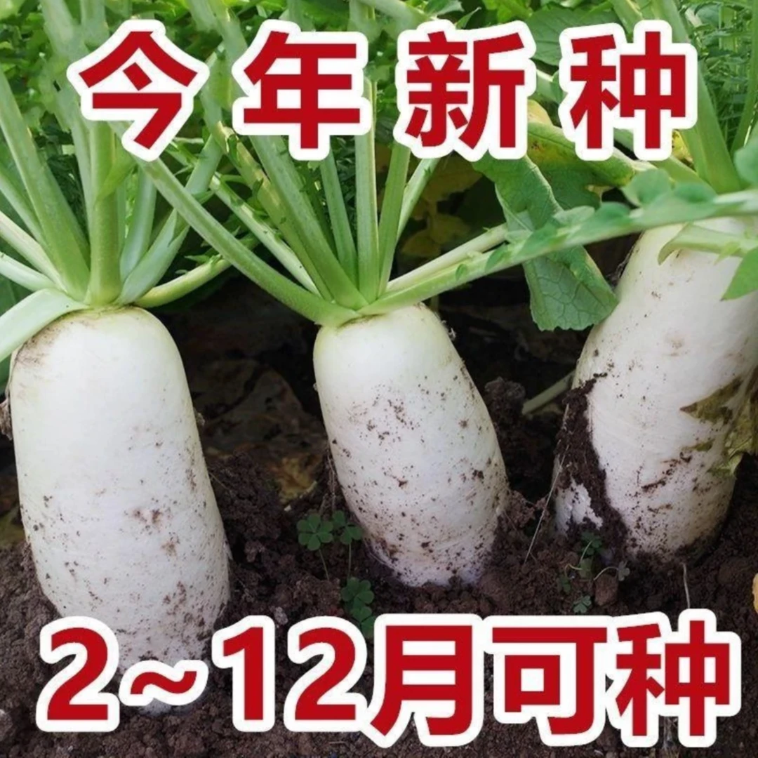 【白玉萝卜种子】家庭阳台小院盆栽地栽四季种植