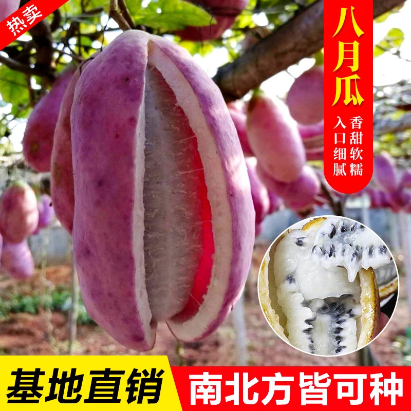 【八月瓜种籽】八月果种子 阳台庭院食用水果爬藤植物