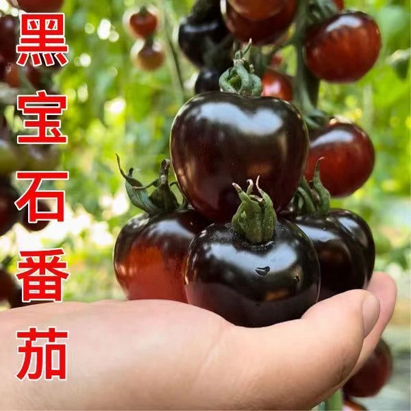 【黑番茄种子】黑红番茄西红柿种子四季阳台小西红柿种籽