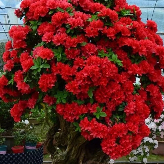 燕歌花木场，丹东红杜鹃老桩盆景杜鹃花（直播间一物一拍石楠花）