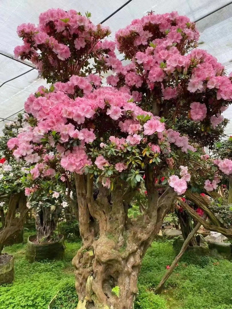 久留米杜鹃绿植直播绿植盆栽老桩盆景室内外绿植（直播间一物一拍）