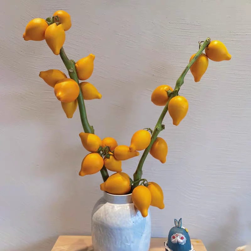 【拍一发二】福建五代果乳茄黄金果高品质家居装饰花期超长鲜花