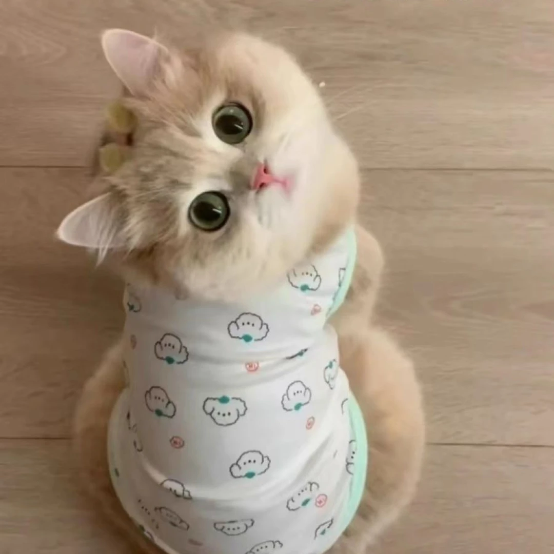 猫咪衣服春夏款家居服狗狗背心防掉毛无袖宠物金渐层德文幼小奶猫