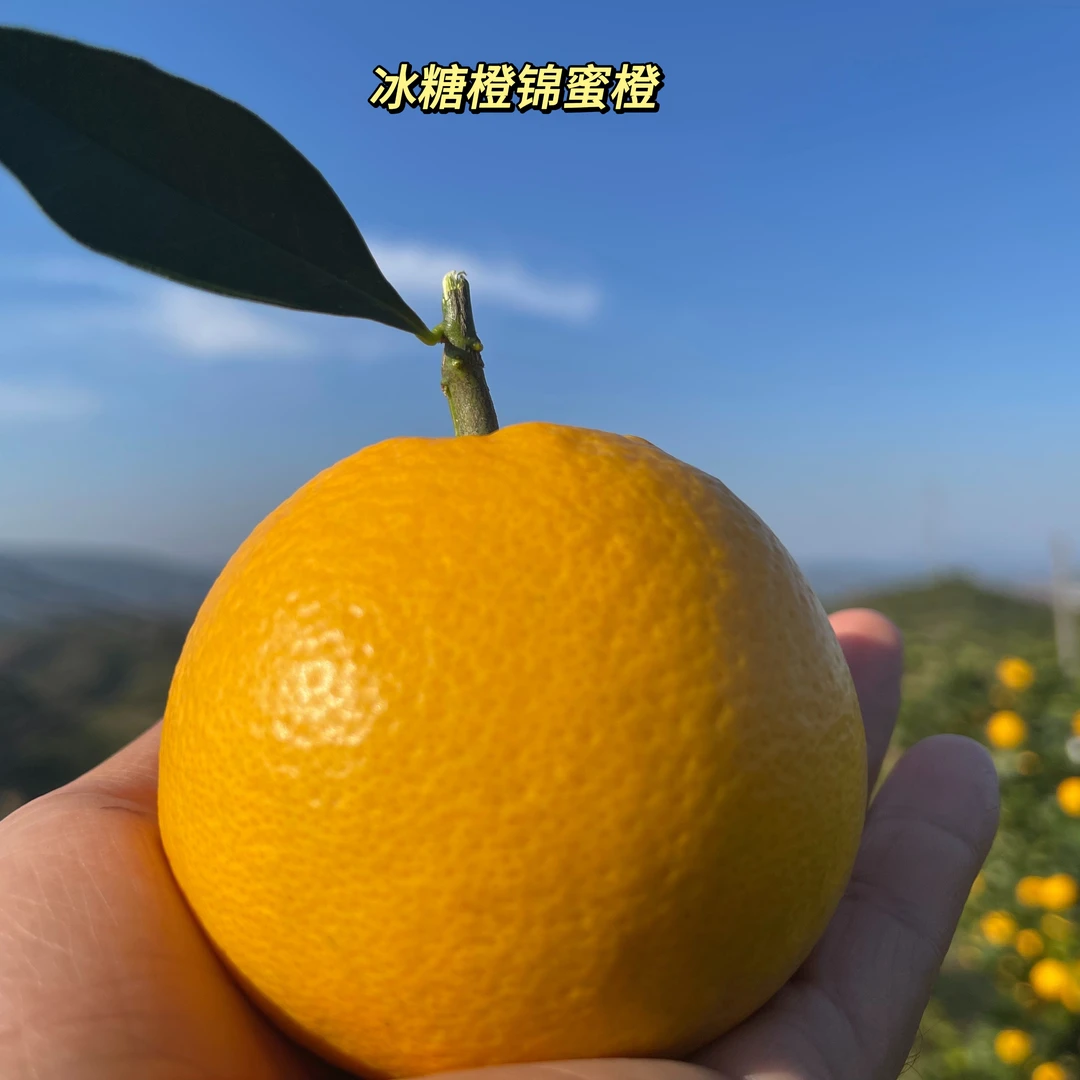 湖南麻阳正宗锦蜜冰糖橙新鲜天然细腻爆汁皮薄采摘脆嫩