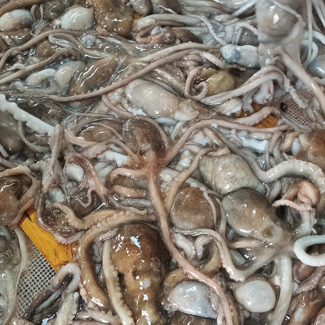长腿八爪鱼5斤连云港发货