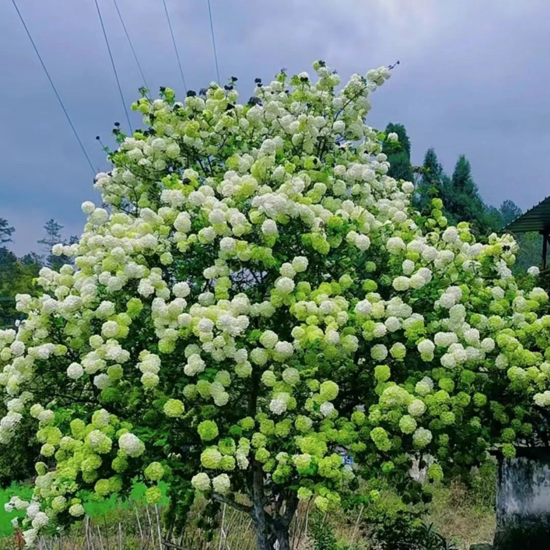 中华木绣球斗球别墅庭院阳台花卉白色大花绣球花耐寒耐热