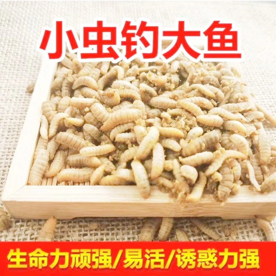 【高蛋白活饵】黑水虻腥味钓鱼饵料鲜活适用野钓黑坑钩饵活饵料通钓