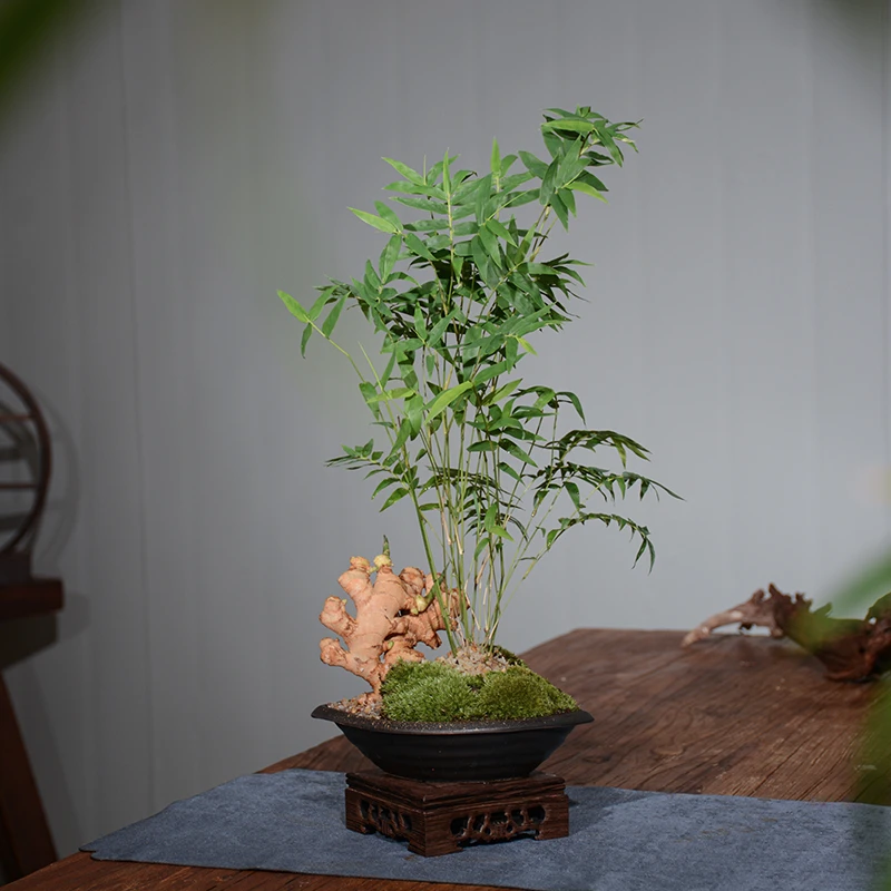 【一统姜山】生姜盆栽苔藓微景观创意米竹植物办公室桌面盆景