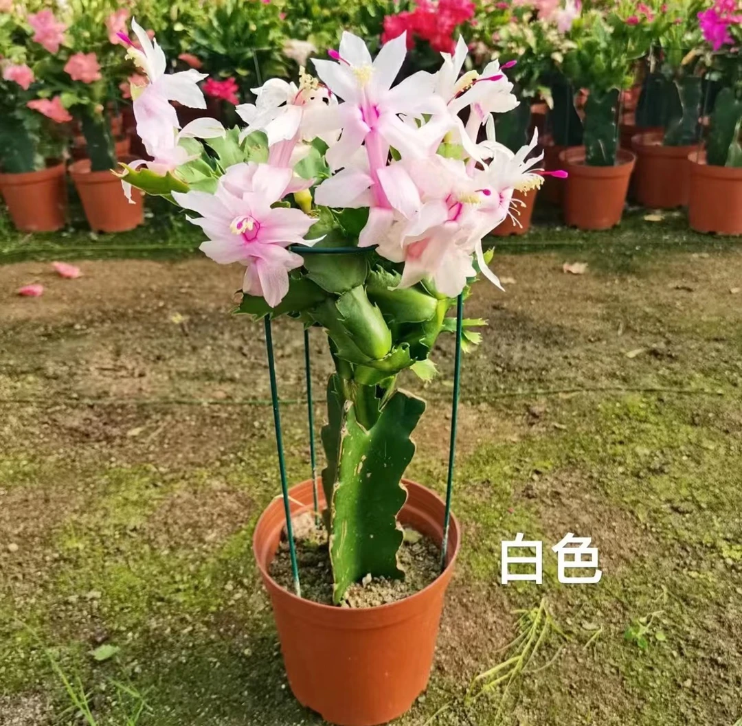 带花苞（白色）嫁接蟹爪兰原盆原土发货白玛丽