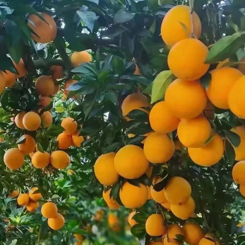 新鲜赣南脐橙，现摘现发，香甜可口，橙香十足，水分充足