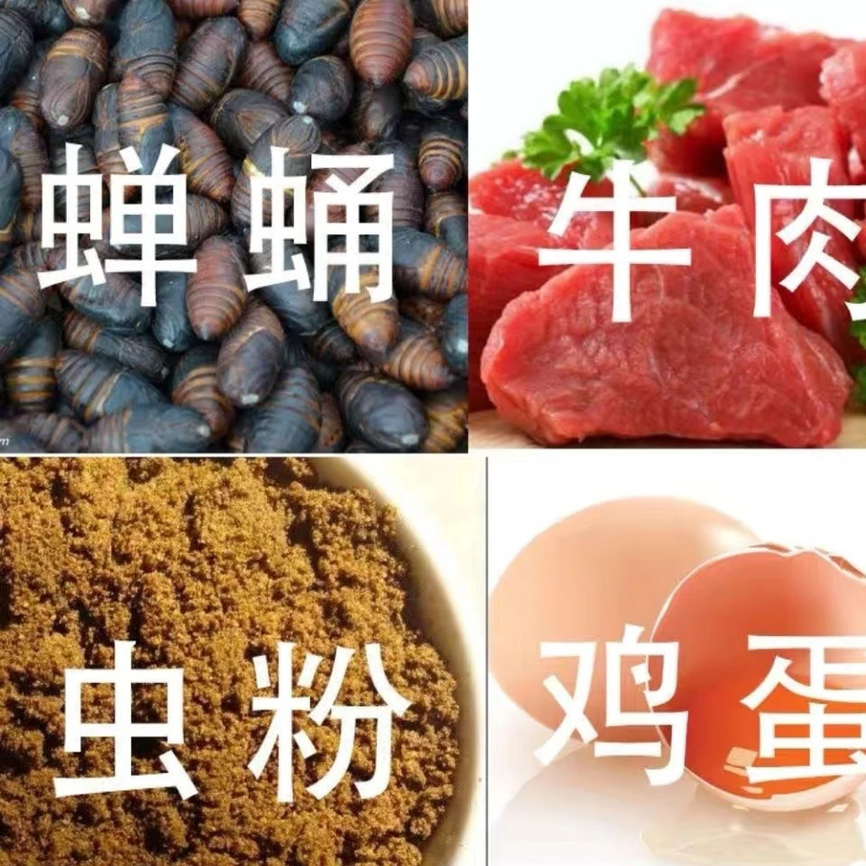 精选斗鸡打料，小飞斗鸡打料吃出战斗力