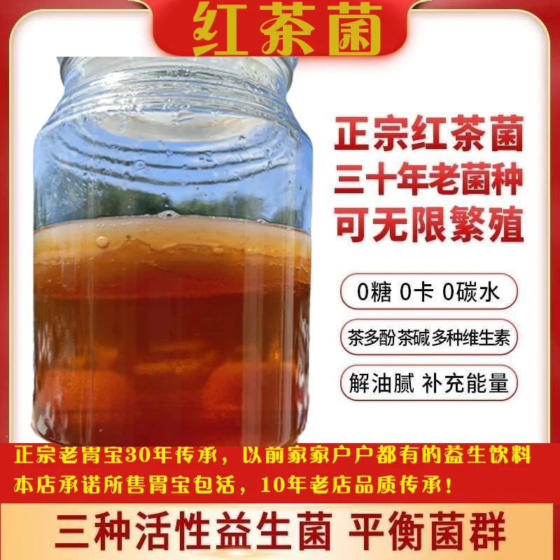 包活胃宝带教程红茶菌原瓶老胃宝养胃护胃海宝醋蛾子康普茶
