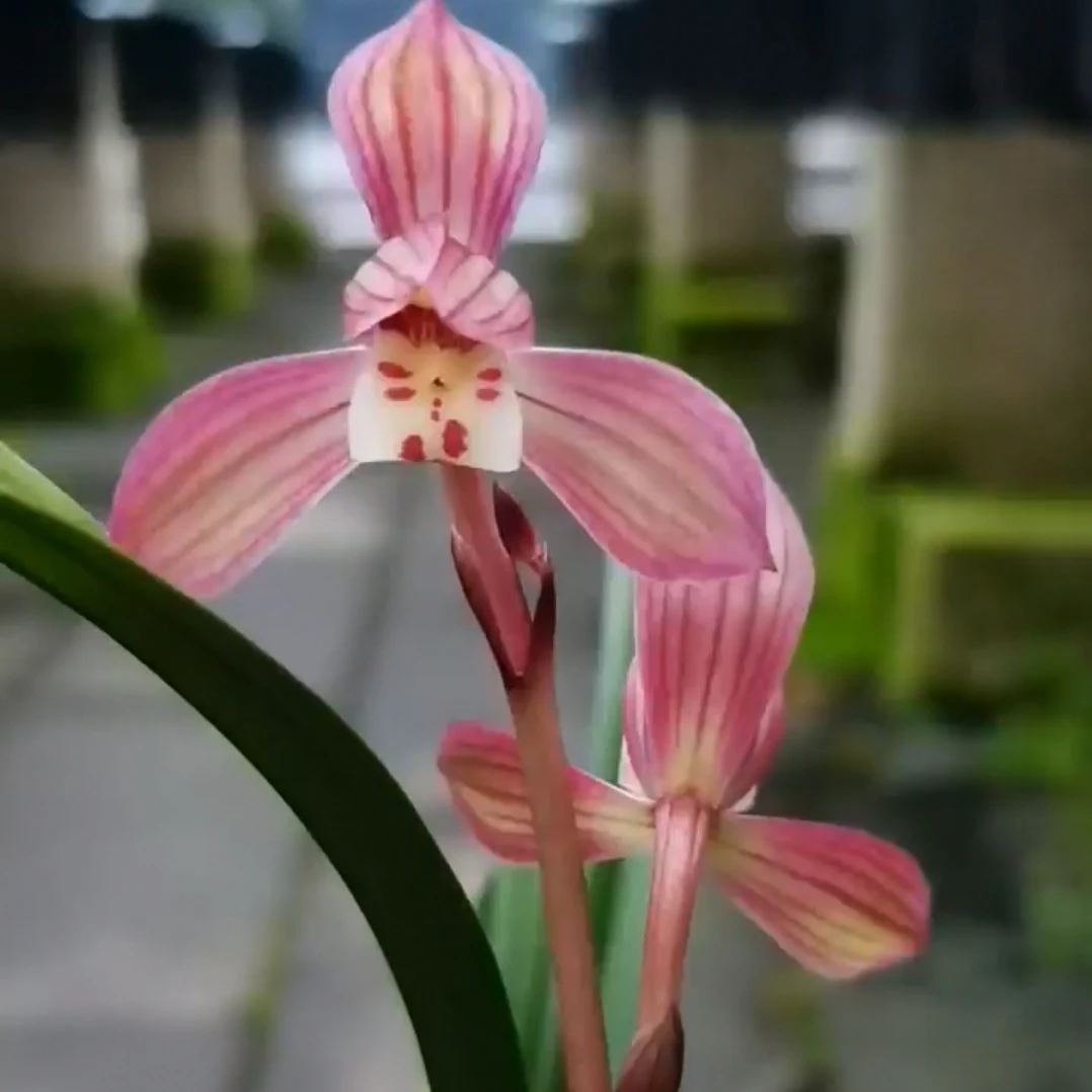 墨兰矮种，胭脂彩荷2苗